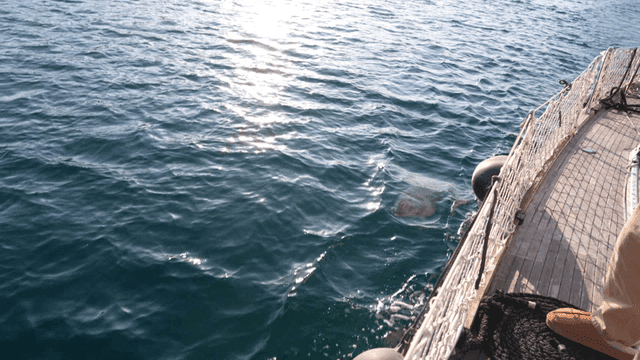 Dolphins swimming close to side of boat in sea