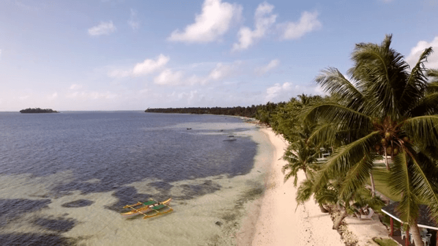 Tranquil beach with palm trees and boats