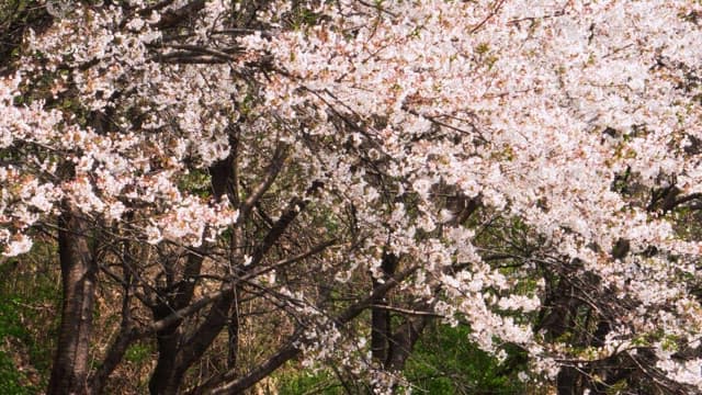 Cherry blossoms in full bloom swaying in the spring breeze