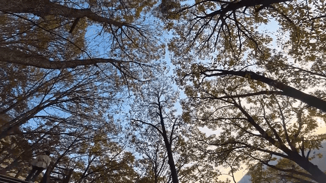 키 큰 나무가 있는 평화로운 숲