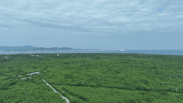 Expansive green forest with distant sea