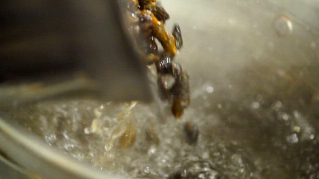 Marsh snails being poured into boiling water