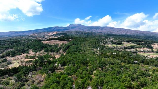 Lush green forest with distant mountains