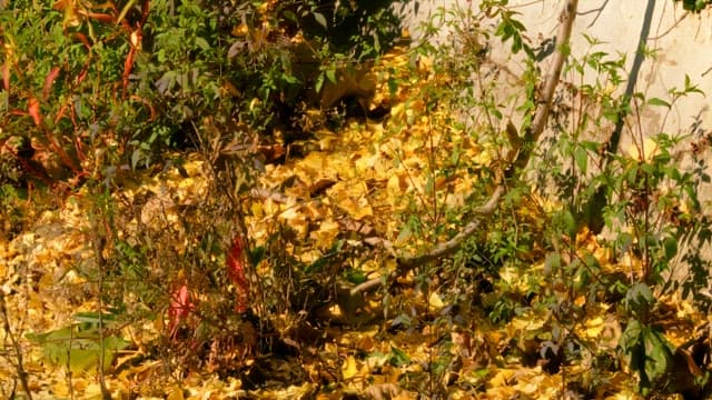 가을날 화단에 쌓인 노란 은행잎들