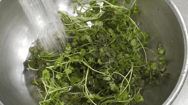 Fresh cilantro being washed in bowl