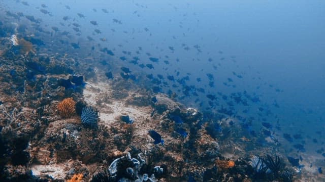 School of Blue Fish Swimming in the Seabed.