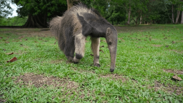 초록 잔디 위를 걷는 개미핥기