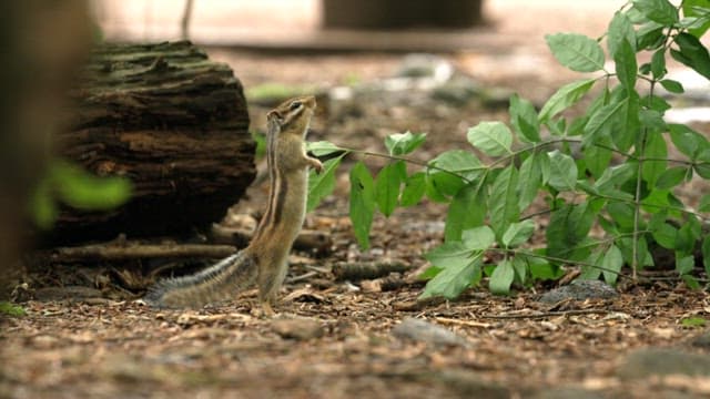 Human Feeding a Squirrel in Nature