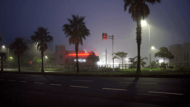 Foggy night road with palm trees