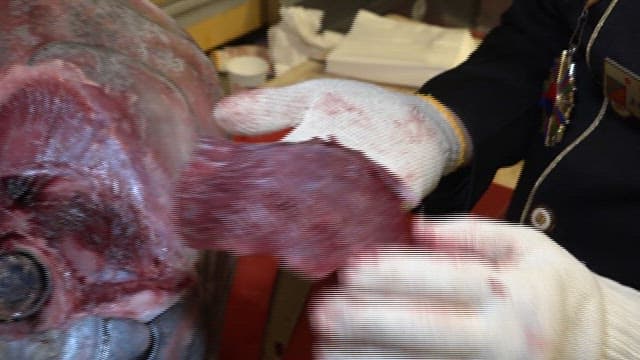 Gloved hands handling fresh, trimmed tuna