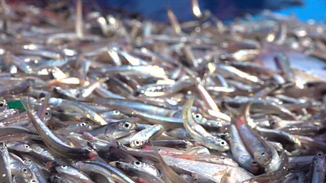 Fresh Anchovies at a Seafood Market
