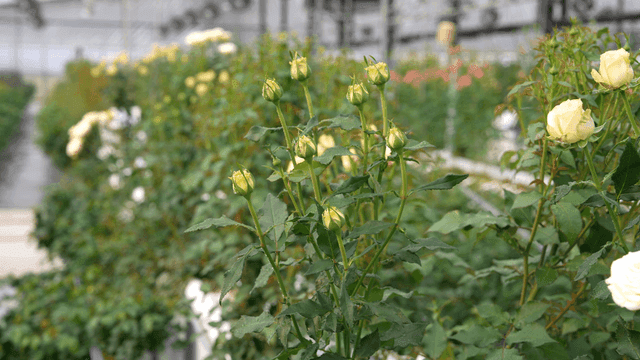 Rows of blooming roses in a greenhouse
