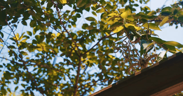 초록 잎 사이로 비치는 햇빛