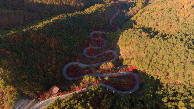 가을 숲을 가로지르는 구불구불한 도로