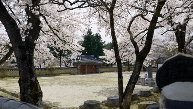 Cherry blossoms in a traditional Korean courtyard