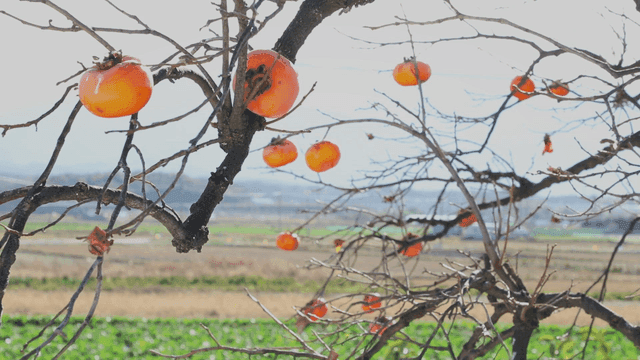 나뭇가지에 매달린 감