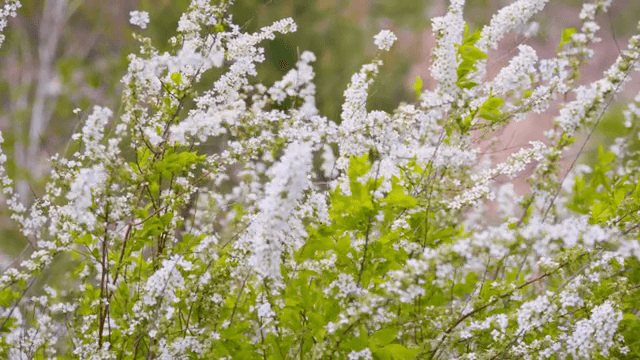 White flowers blooming in a lush garden