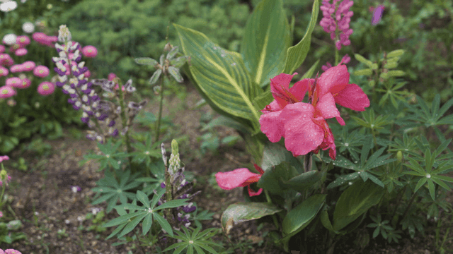 무성한 정원의 화려한 꽃들