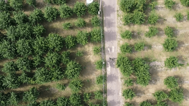 나무와 길이 있는 농장의 항공 뷰