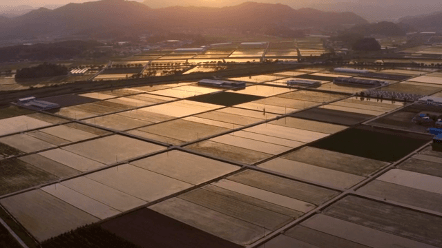 Sunset over expansive rice paddies