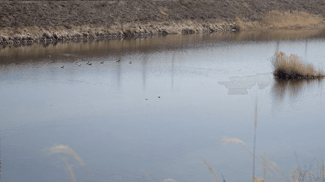 오리가 헤엄치는 고요한 강
