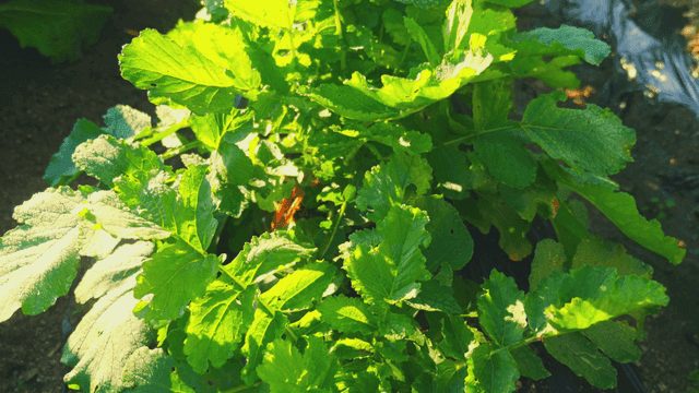 Green leafy radish plants growing in sunlight