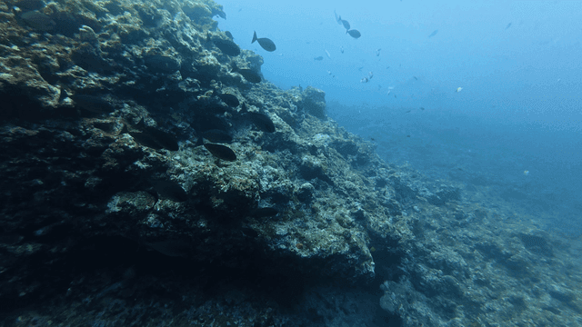 Underwater with fish and coral