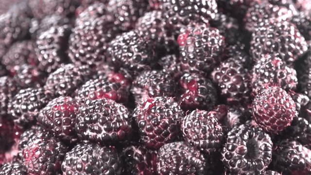 A pile of fresh black raspberries