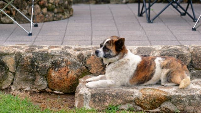 Dog resting on stone steps during the day