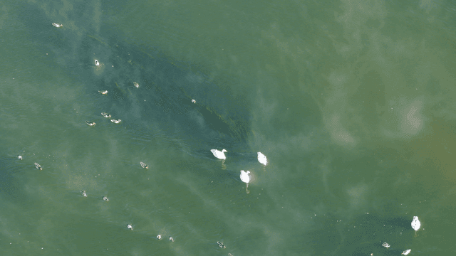 호수에서 헤엄치는 백조와 오리들