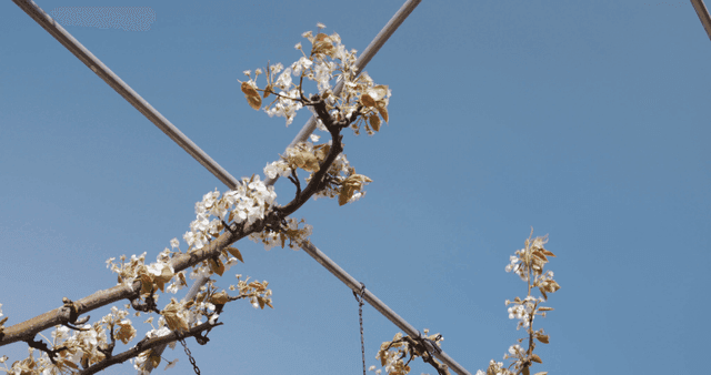 맑은 하늘 아래 꽃이 핀 가지