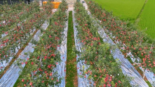 Rows of apple trees in a lush orchard