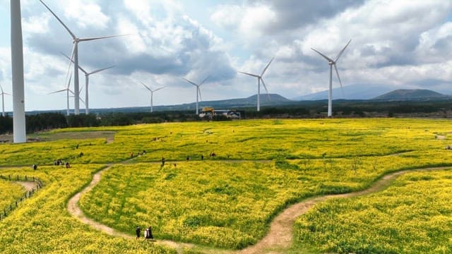 Vast field of yellow flowers with wind turbines