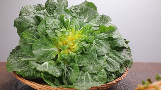 테이블 위의 신선한 봄동과 겉절이 김치