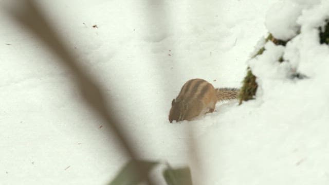 Squirrel Foraging in the Snow