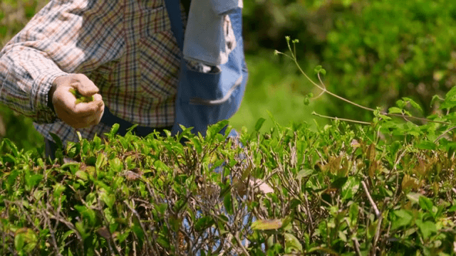 신선한 녹차 잎을 손으로 따기