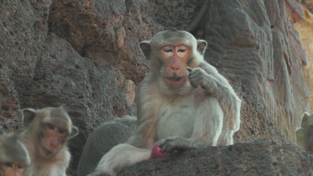 Group of Monkeys Resting on Rocky Structure