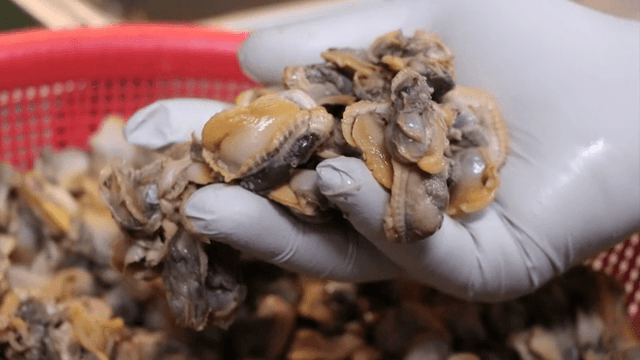Lifting the cockle with gloved hands