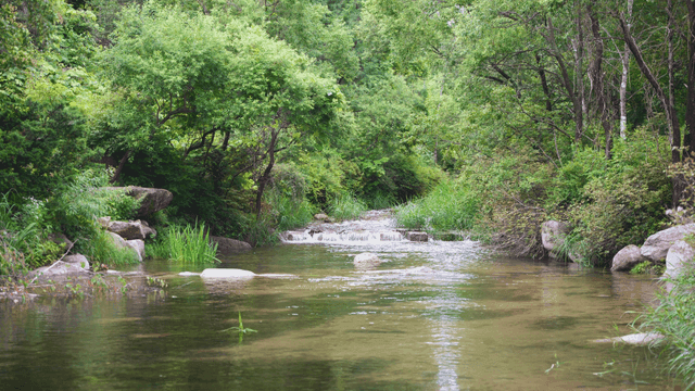 울창한 숲속의 고요한 시냇물