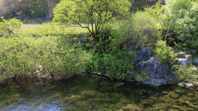 Tranquil riverside with lush greenery