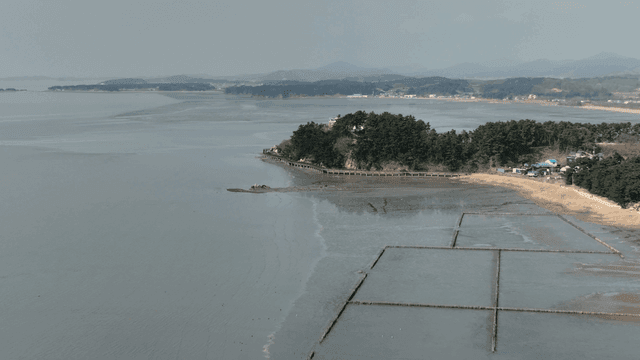 Tranquil coastal landscape with trees