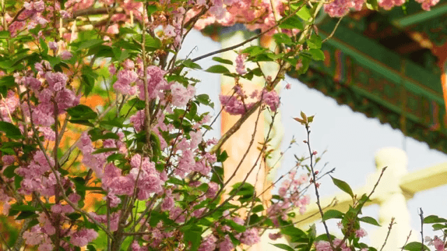 Pink flower next to the pavilion