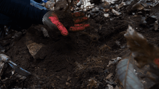 숲속에서 인삼 수확