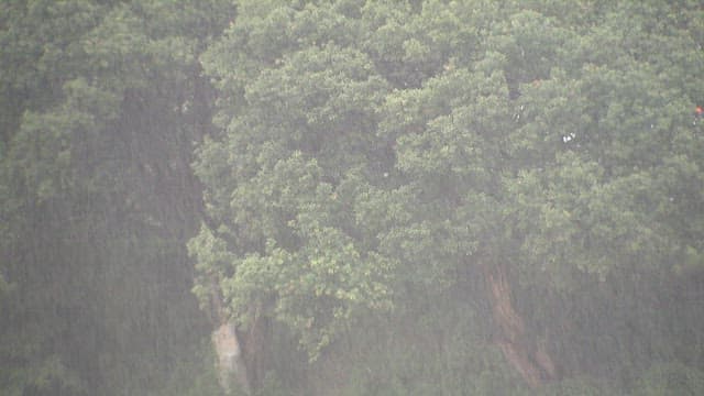 울창한 숲에 내리는 폭우