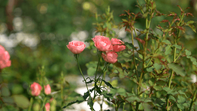 Pale pink roses blooming in garden