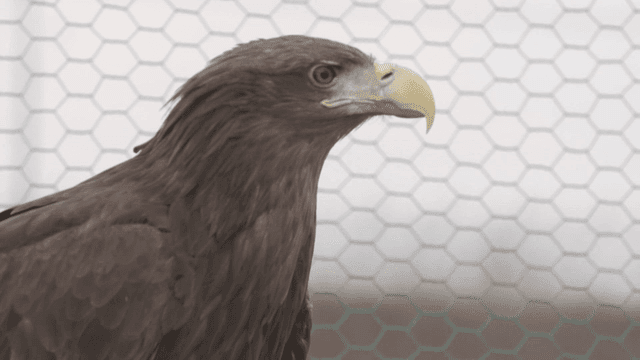 Enclosure with net background housing white-tailed eagle