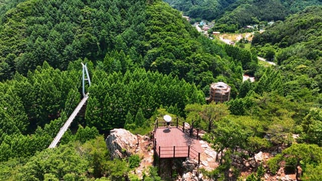 먼 다리가 함께 보이는 푸른 숲의 경치