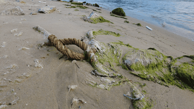 Sandy beach with seaweed and abandoned ropes
