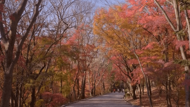 단풍이 물든 가을 숲길
