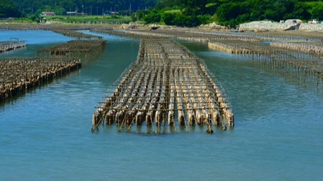 Oyster farms on a calm blue coastline